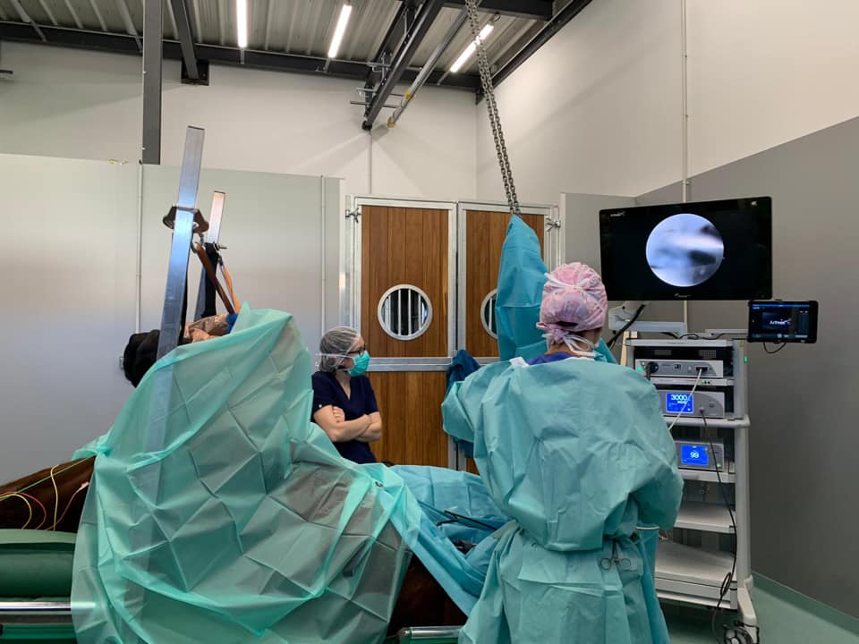 CLINIQUE VÉTÉRINAIRE VETHIPPO&rsquo;DÔME