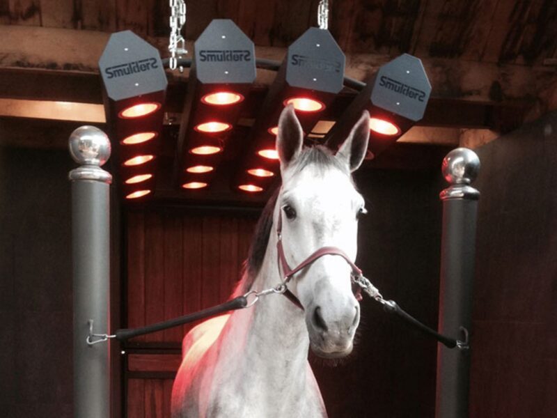 Solarium pour chevaux